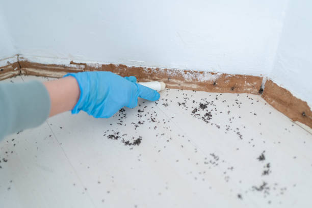 Best Termite Control Services  in Layton, UT